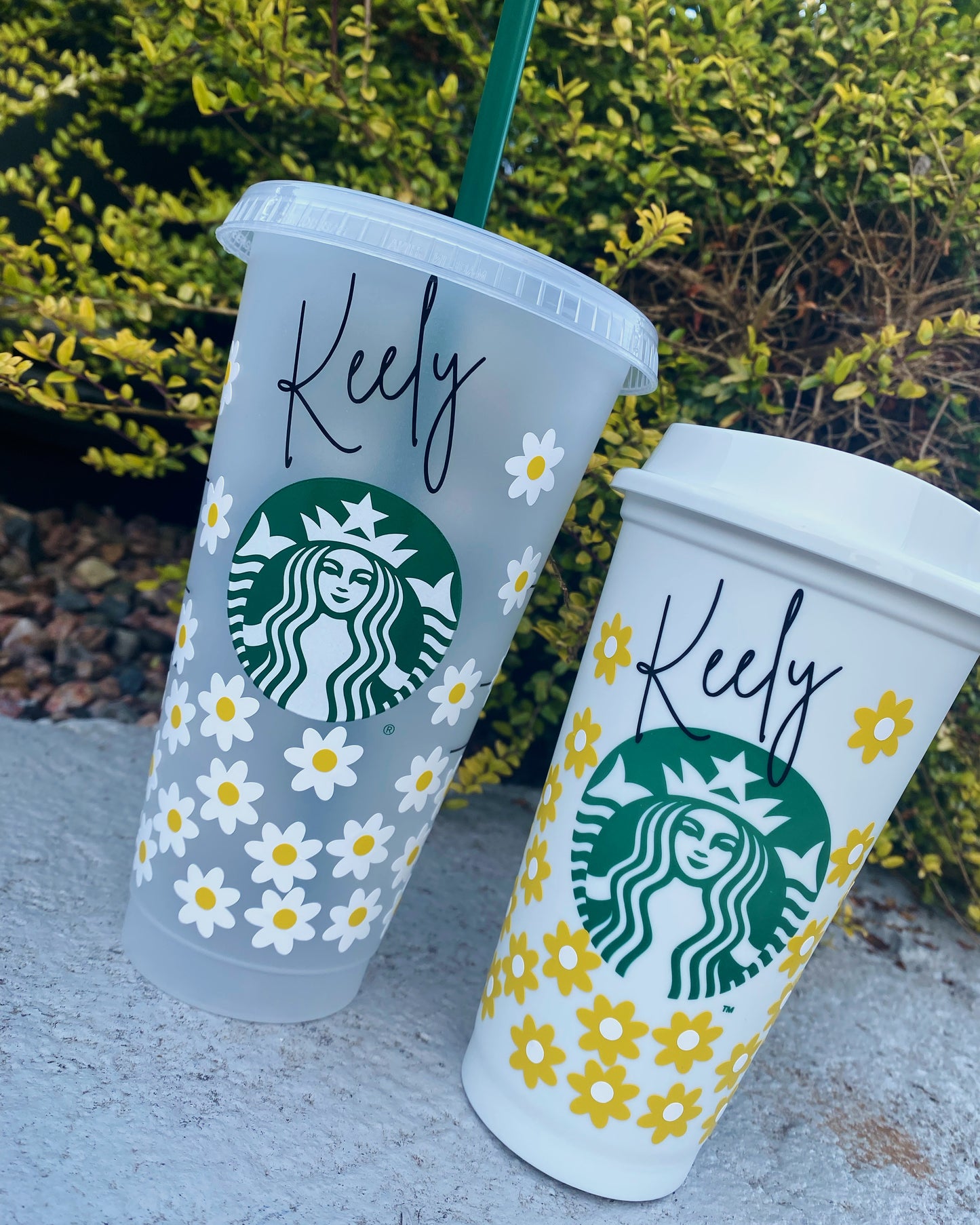 Official Starbucks Cluster Daisys